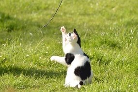 young cat playing on green grass