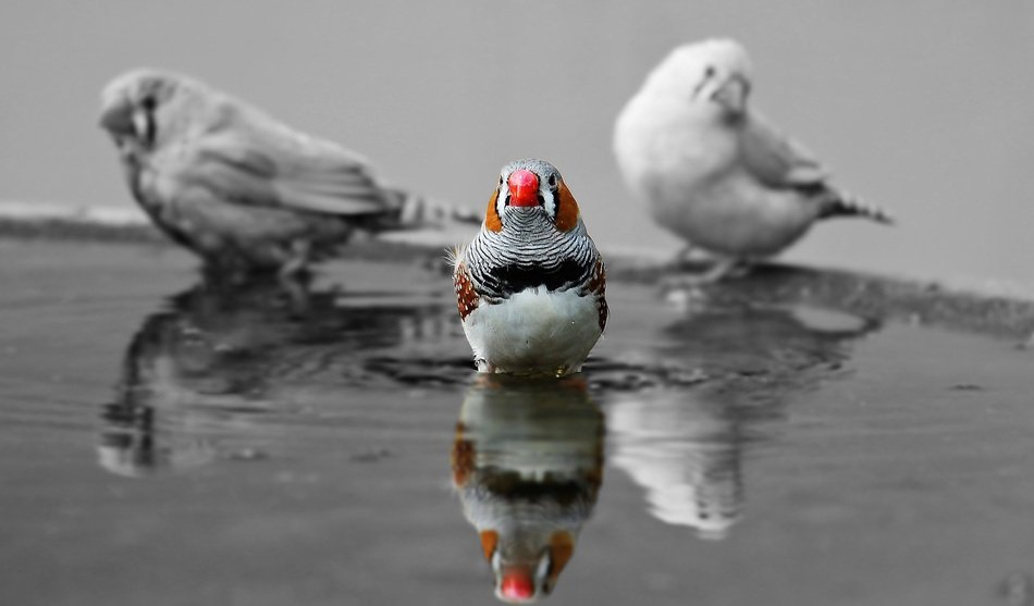 finch in water in monochrome