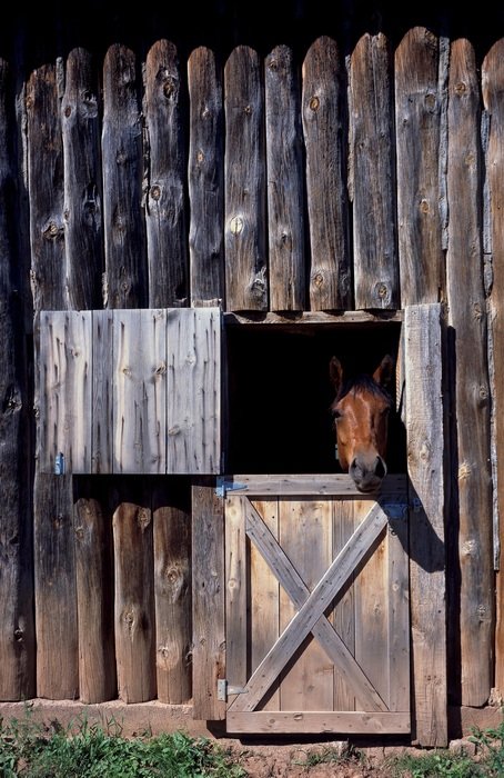 Horse peering from a stable window