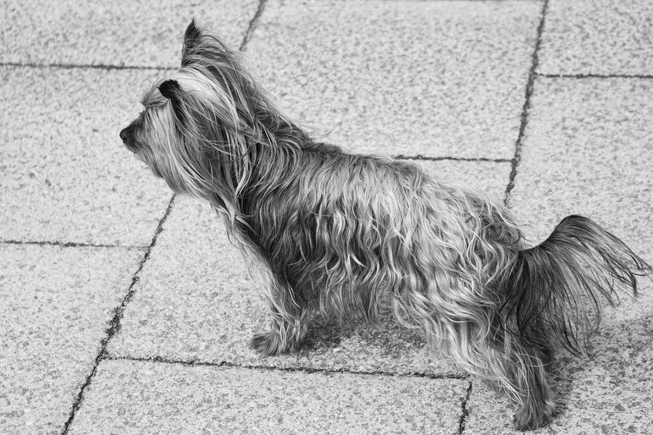 Small Yorkshire doggie