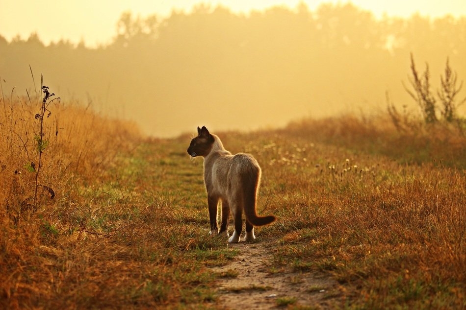 Siamese cat on the trail at sunrise