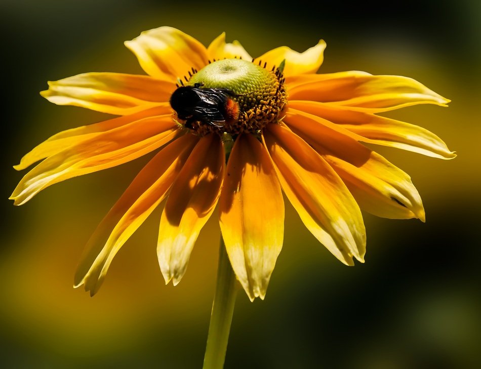 bee on the zinnia