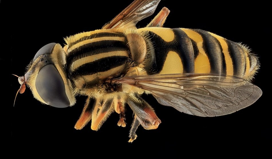 large striped fly close up