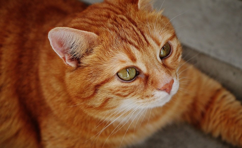 homemade ginger cat with green eyes lays on a floor and looks into the distance