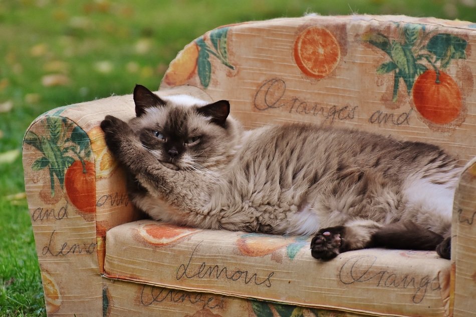 pedigree cat on the sofa in nature close-up