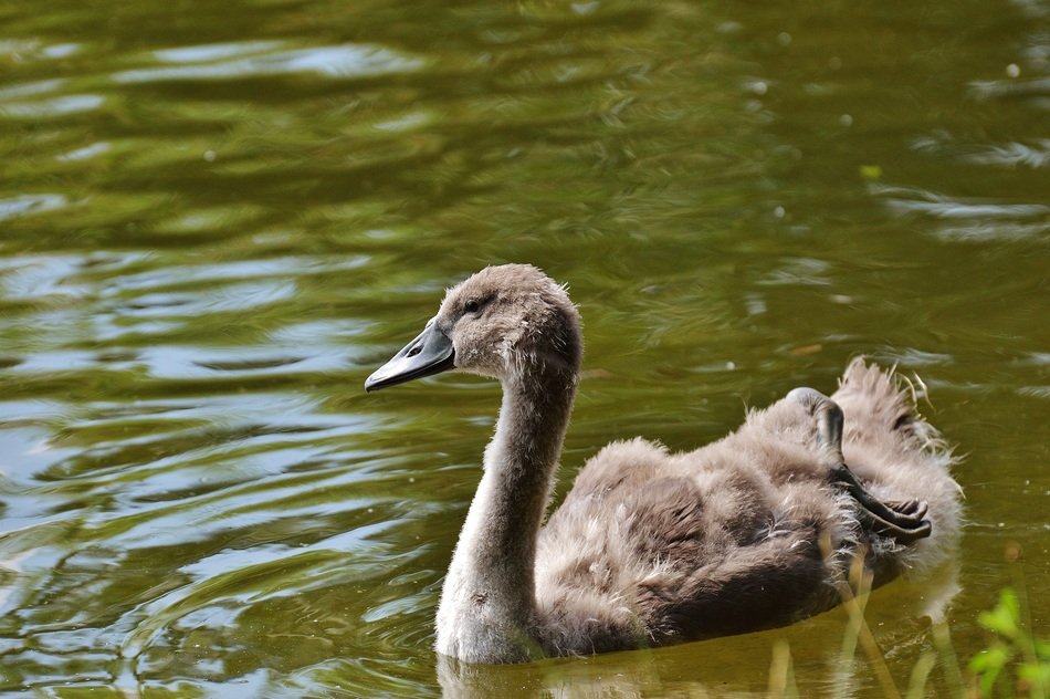 fluffy brown swan in the lake