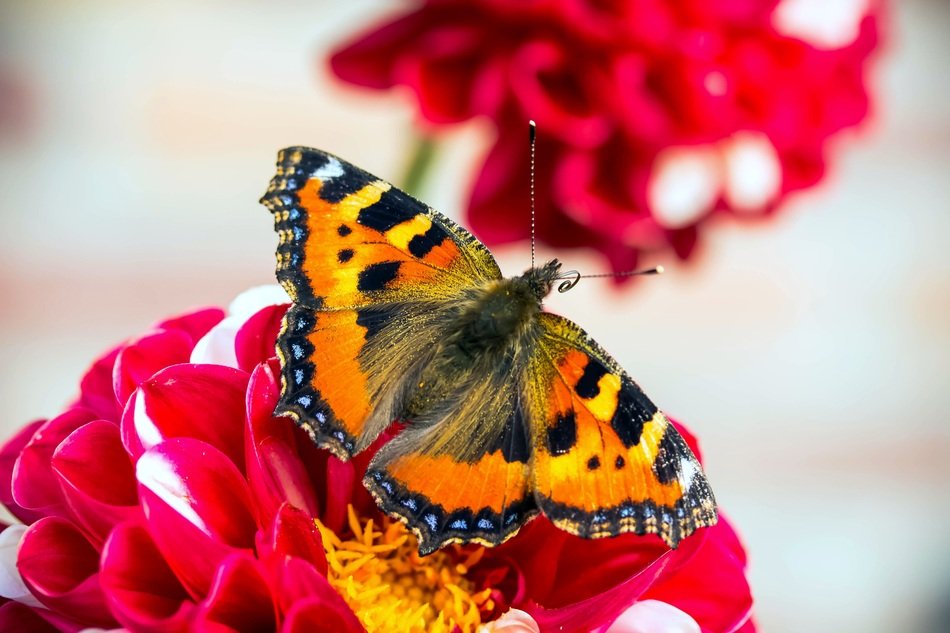 little fox on the bicolor dahlia