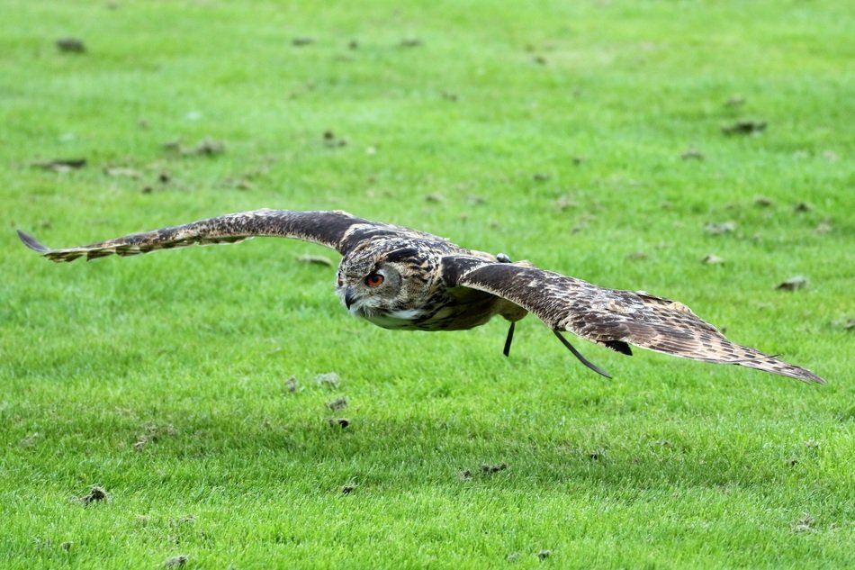 big owl lands on the grass