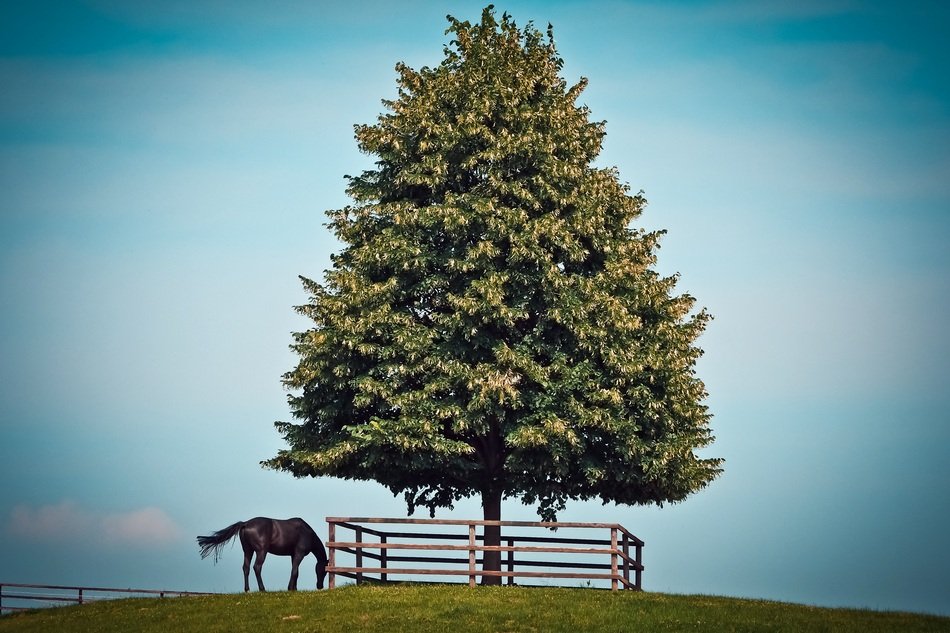horse at a chic tree