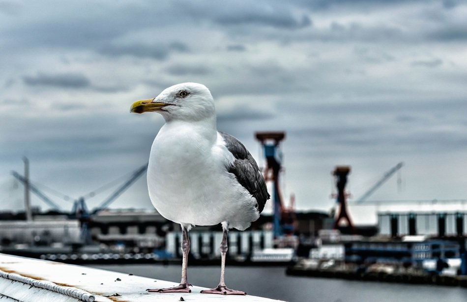 seagull in the port of the Baltic Sea