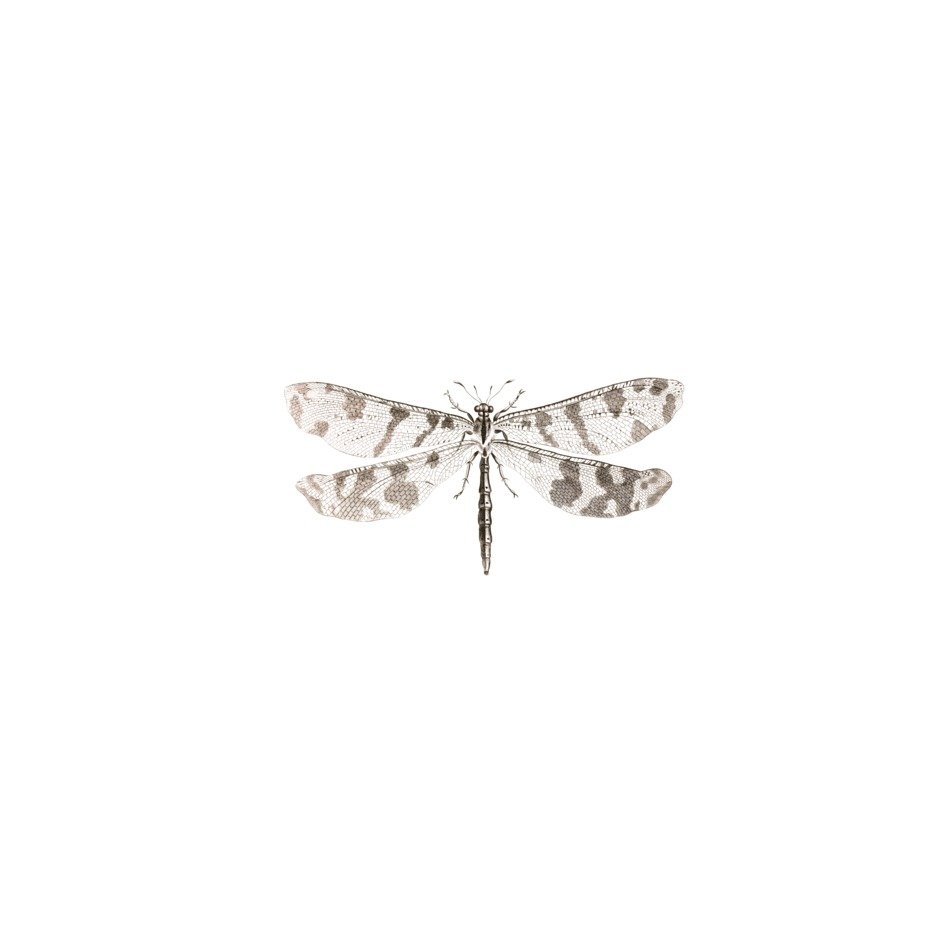 spotted dragonfly on a white background