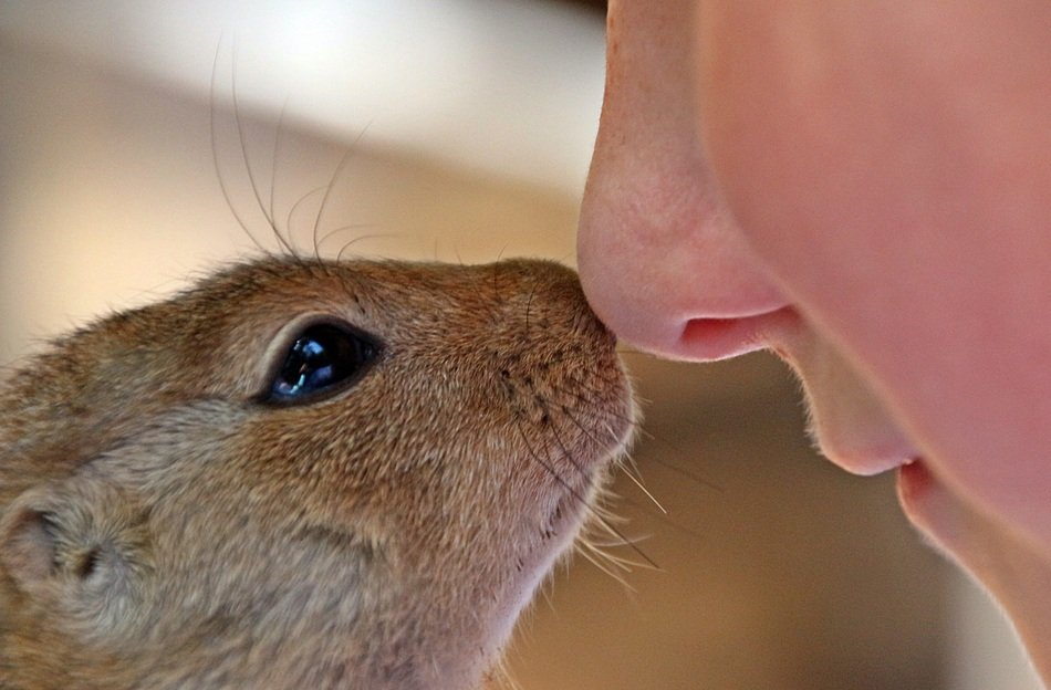 affection between man and animal