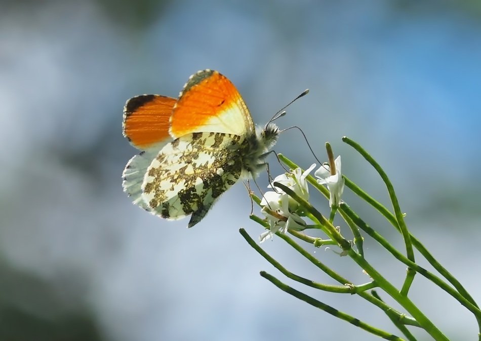Orange Tip on white flower Macro
