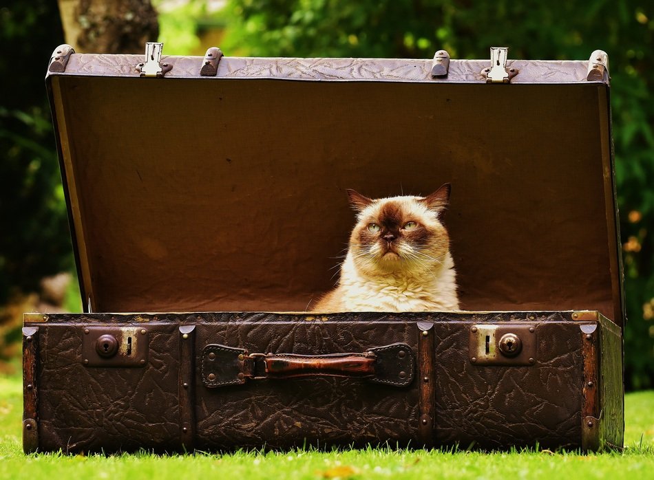 domestic cat in the luggage