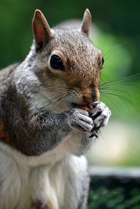 perfect beautiful Squirrel