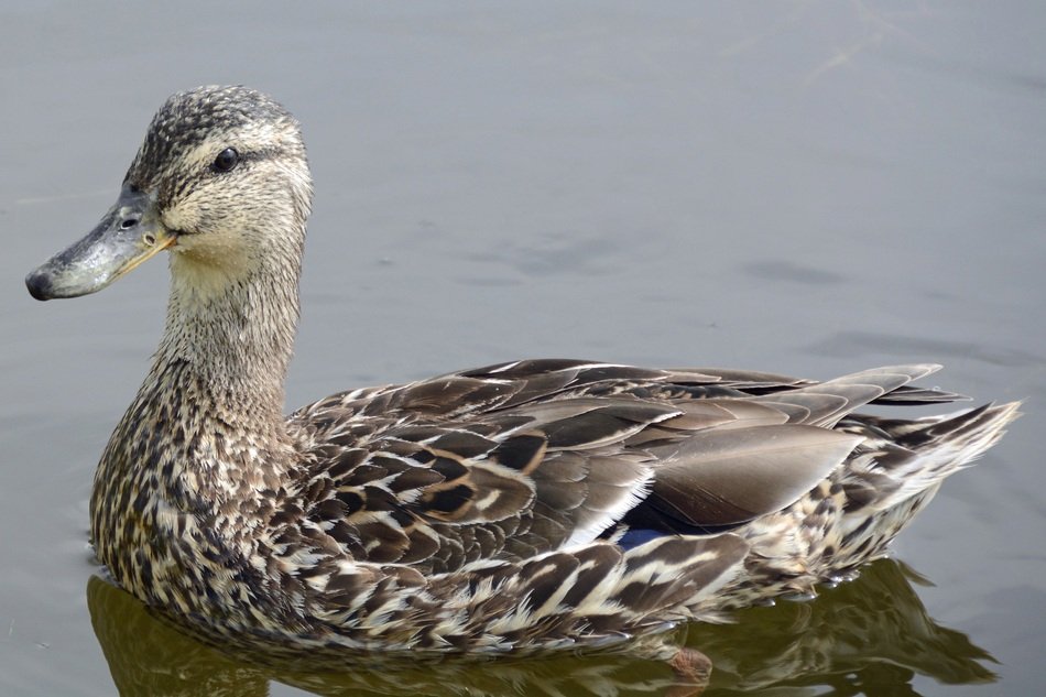 gray duck in the pond, iceland