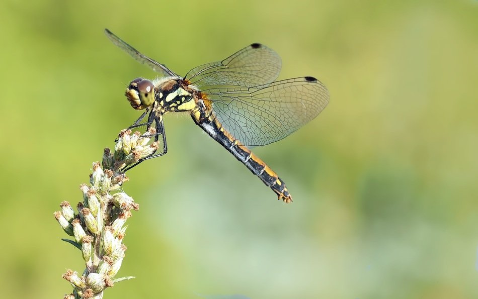 Black Heidelibelle