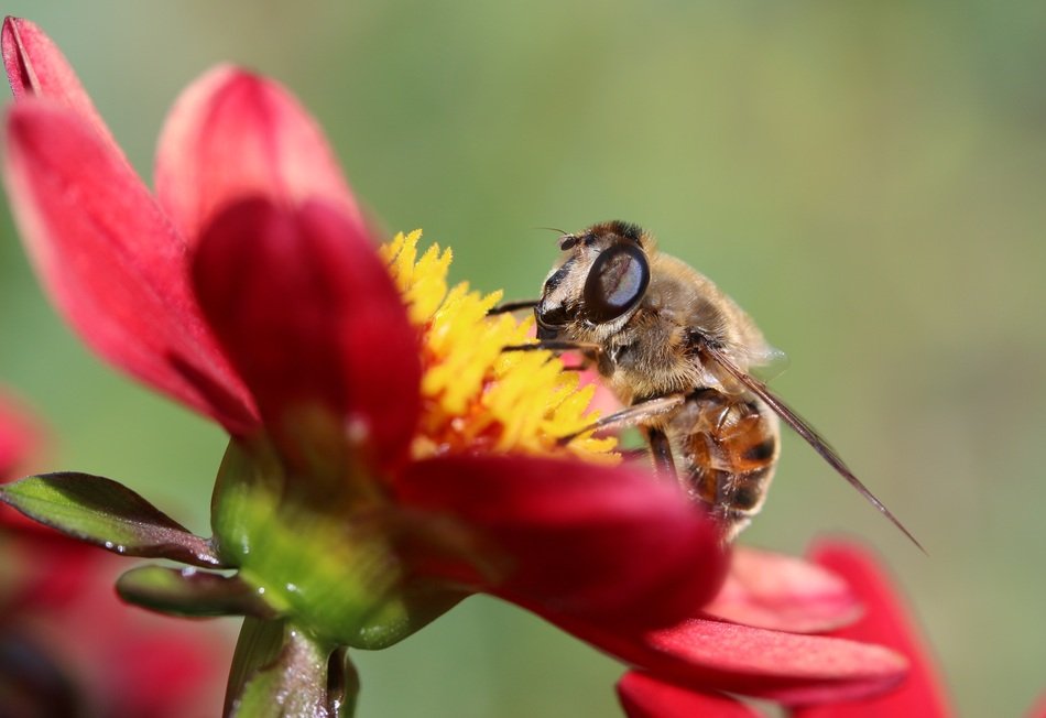 dung fly on the dahlia flower