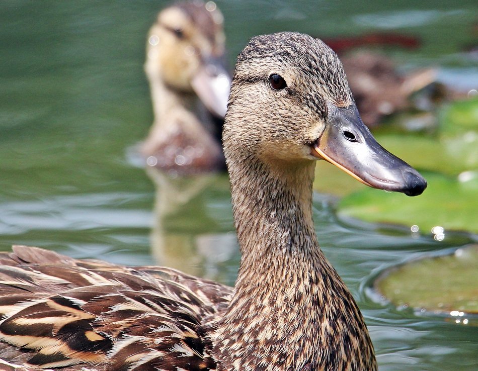 gray duck in the lake