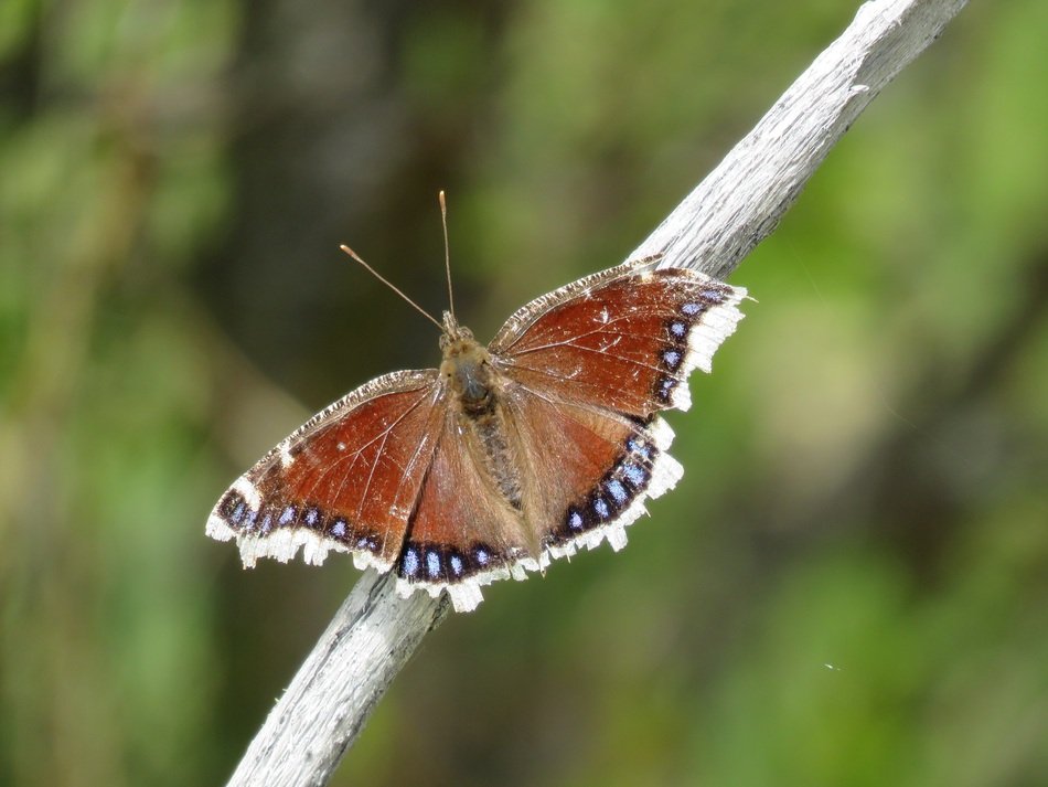 tattered butterfly