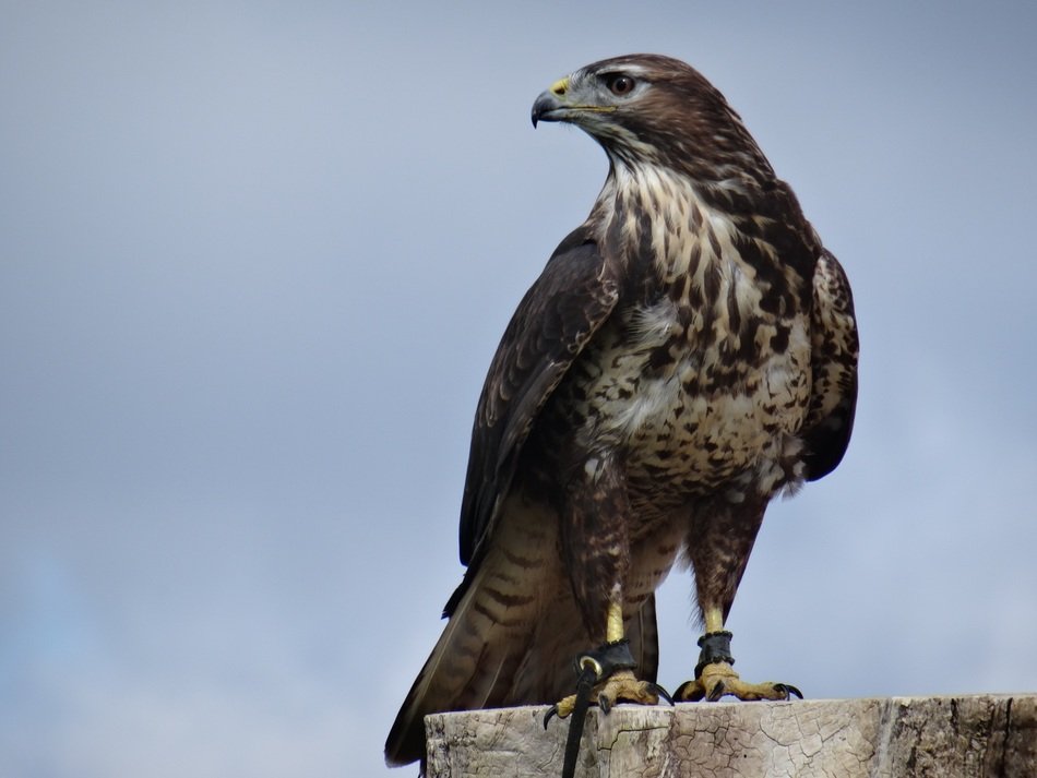 Eagle in Helmsley