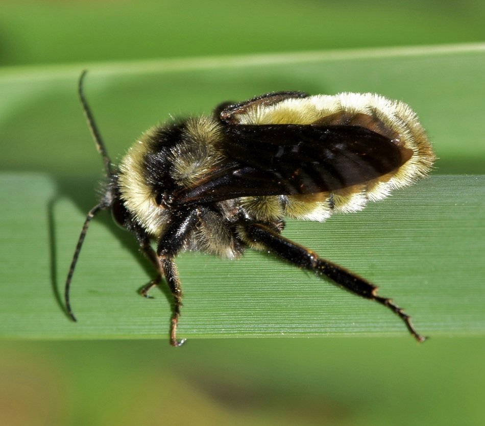 closeup of a bumlebee on the plant