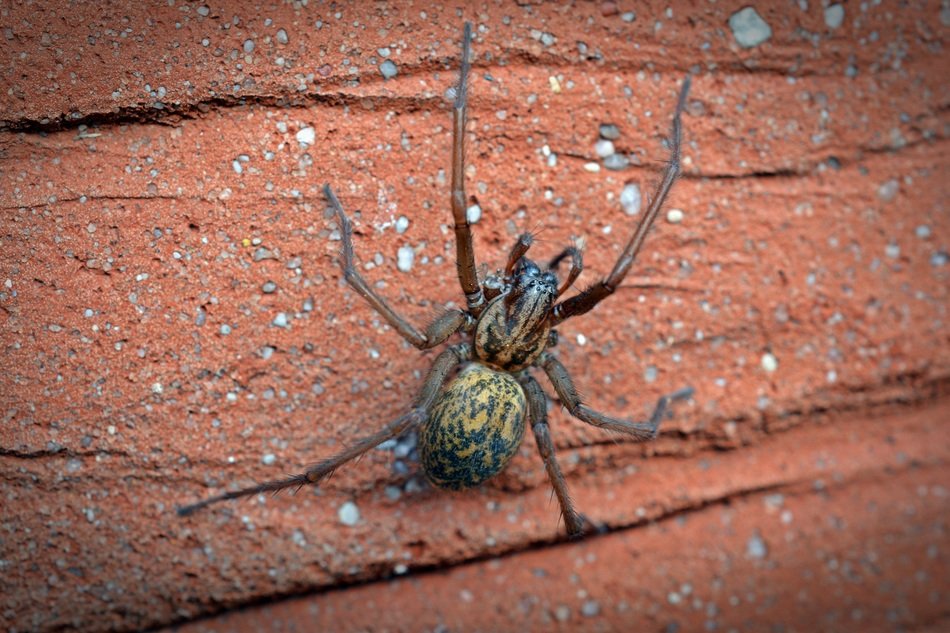 home spider on the surface