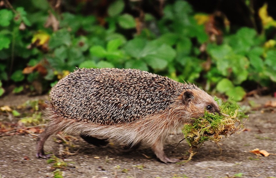 closeup picture of hardworking hedgehog in nature