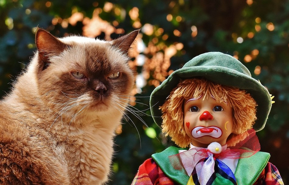 british shorthair cat near the doll