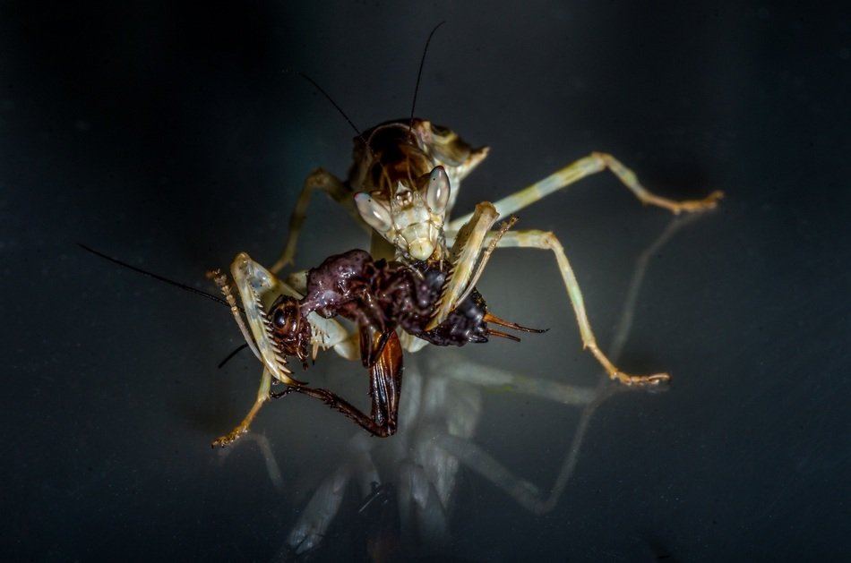 Mantis, Insect with prey, macro
