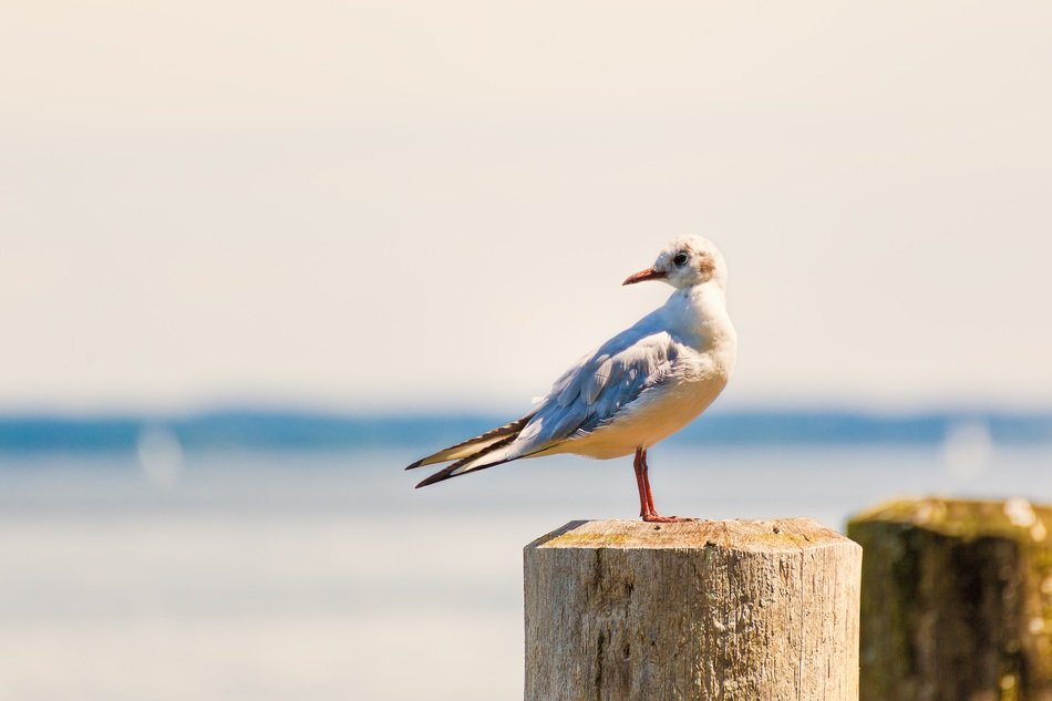 water bird,seagull on the beach