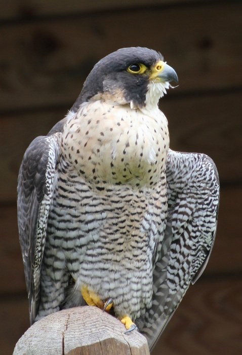 Beautiful and colorful Wild cooper's hawk