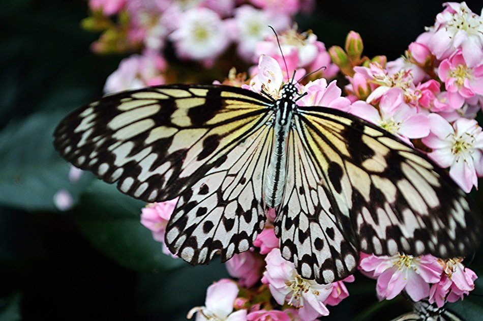 Viceroy Butterfly in nature