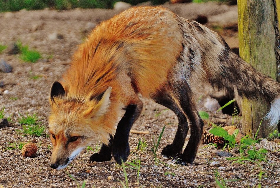 cute red fox in the wildpark