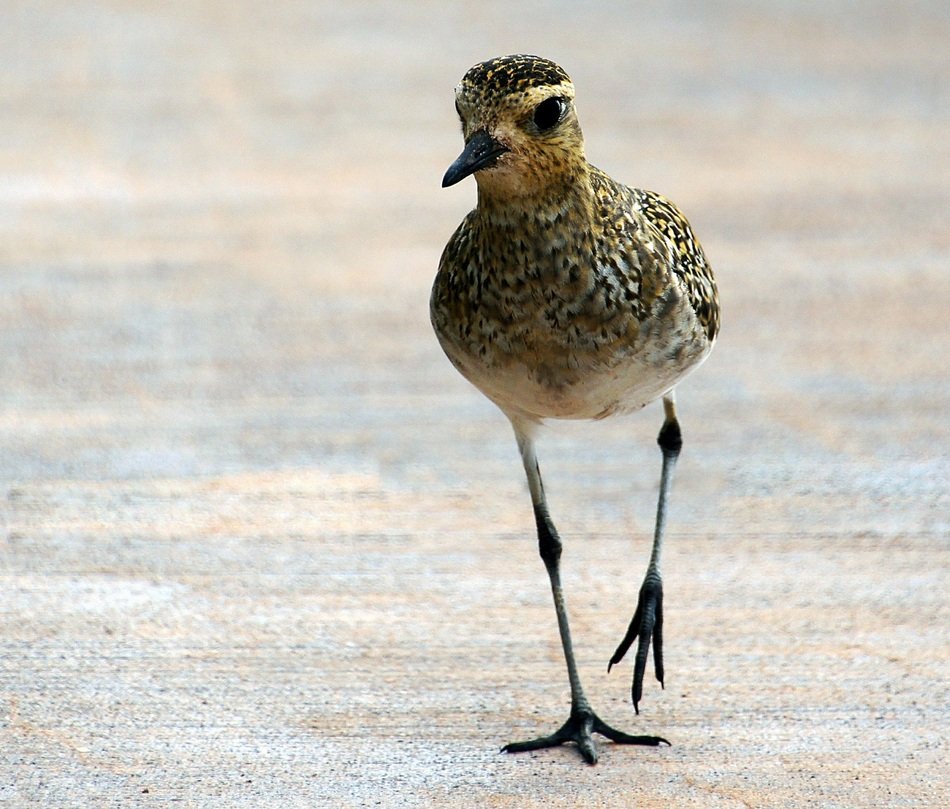 Pacific golden plover on the beach