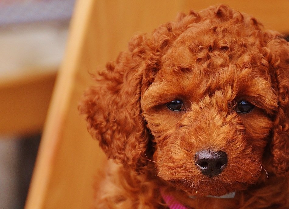 pretty brown Puppy