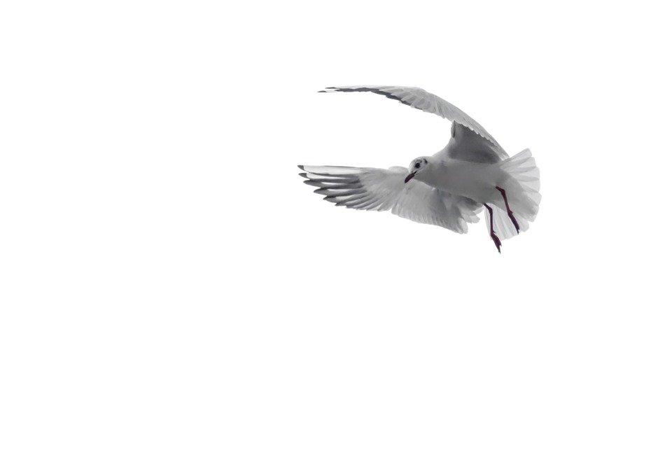 white pigeon on the white background