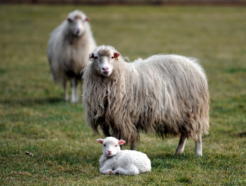 wonderful and beautiful Lamb
