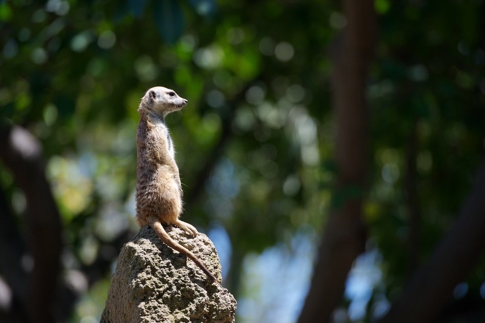 Mercat in the wildlife