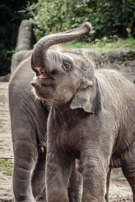 funny Elephant among the plants