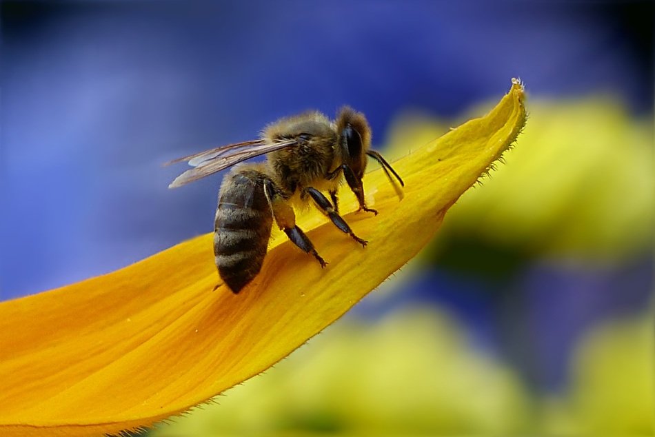 Bee on yellow petal