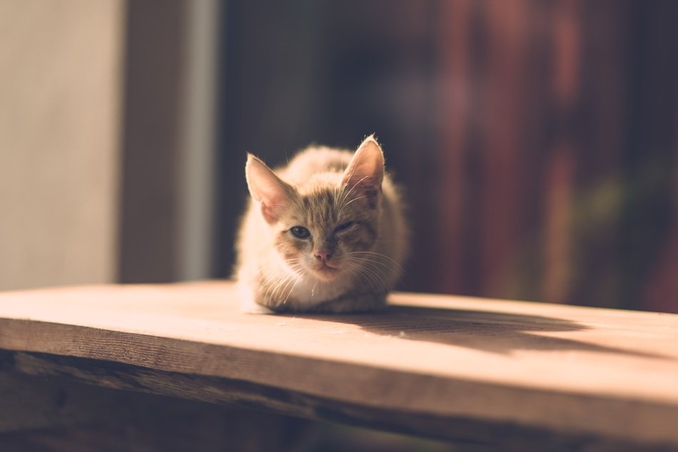 cat is on a wooden shelf in the street in the village