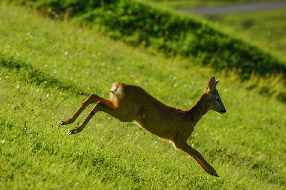lovely Roe Animal
