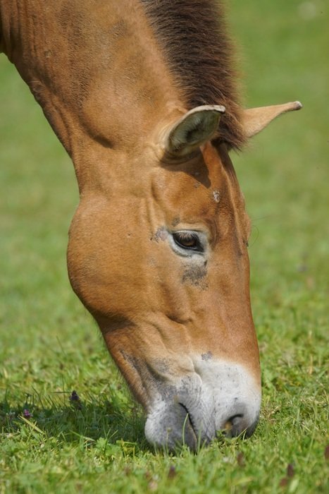 Przewalski horse is grazing on a green meadow