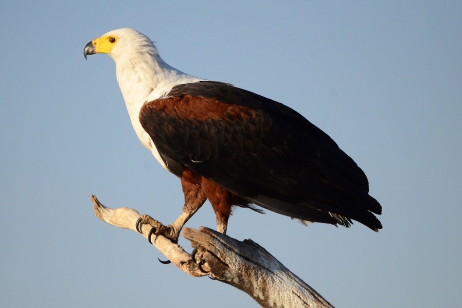 bird of prey on a branch