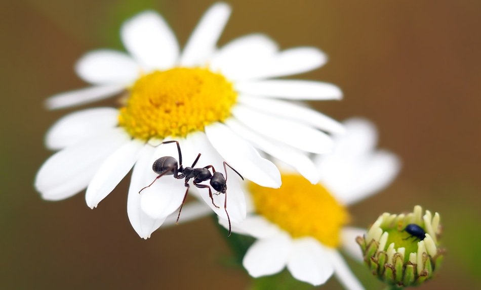 macro photo of black ant on a white daisy