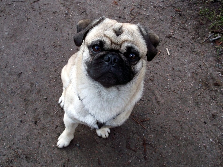 portrait of Pug Purebred Dog