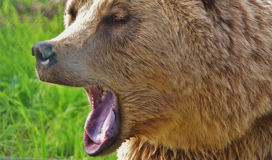 yawning brown bear