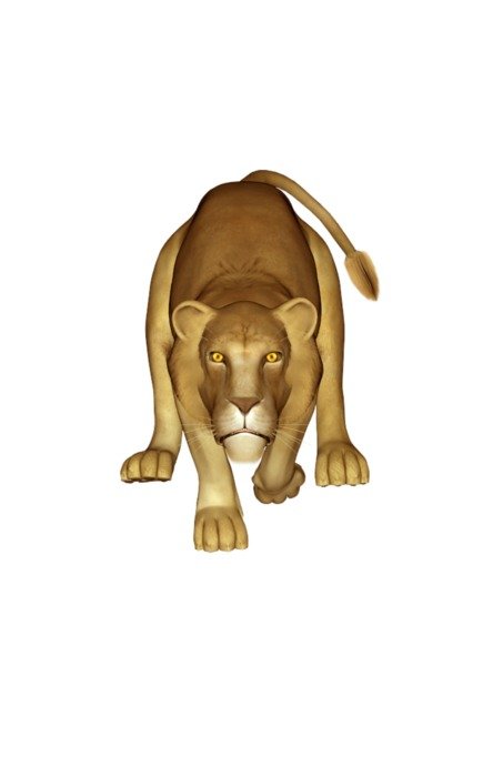 Lioness walking straigth on white background, illustration