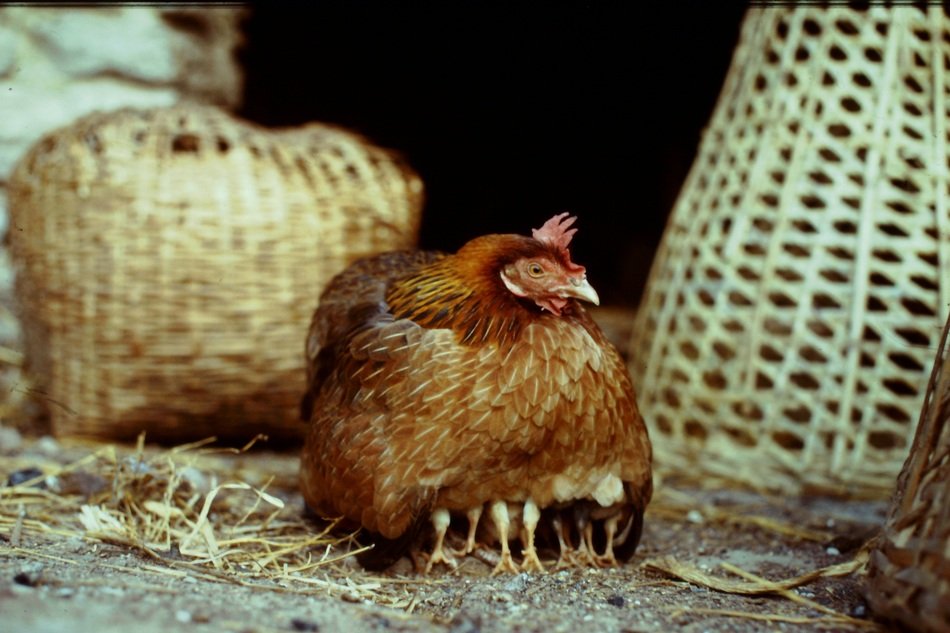 chicks stand under the chicken